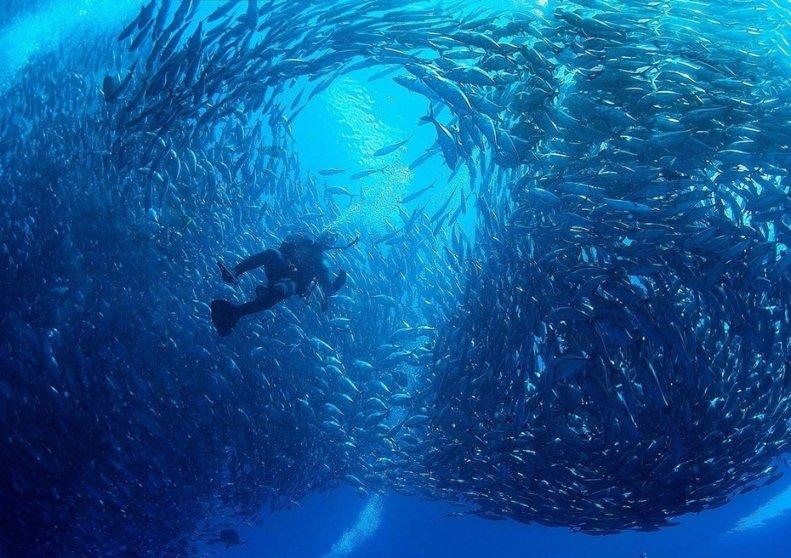 刘海粟关山月梅花题材，喜欢谁画的？